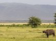 Safari dans le lac Manyara en Tanzanie