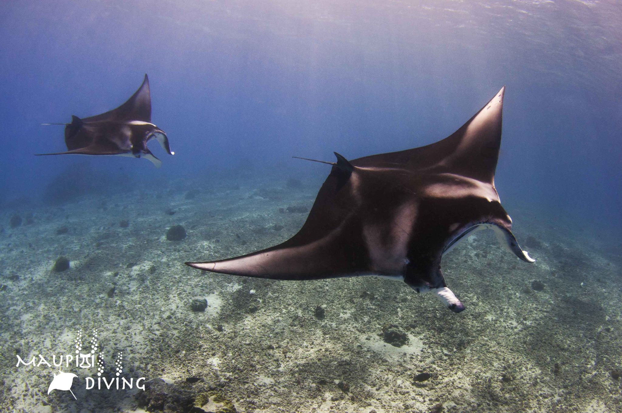 Bucear con mantarrayas Bucear con mantarrayas