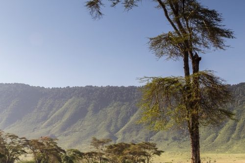 safari ngorongoro safari dans le cratère du Ngorongoro