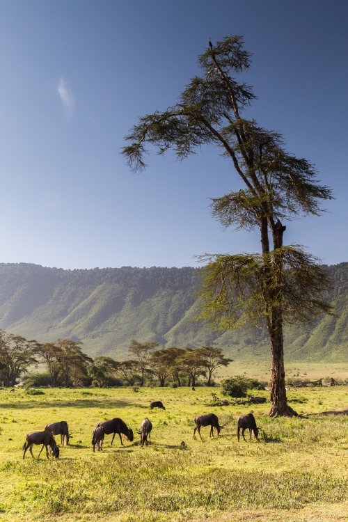 safari dans le cratère du Ngorongoro