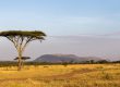 Safari en Tanzanie dans le serengeti