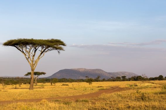 Safari Serengeti Safari en Tanzanie dans le serengeti