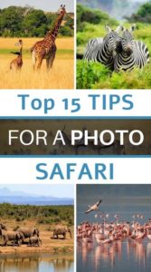 tips for safari photography