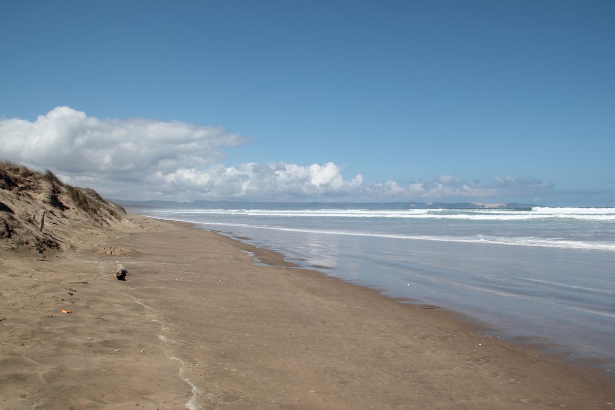 Cape Reinga in neuseeland cape reinga besuchen