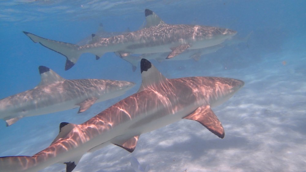 tiburones en moorea tiburones en moorea
