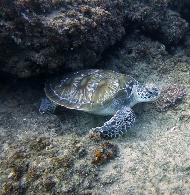 Schildkröte beim Tauchen in Mosambik tauchen in mosambik in tofo