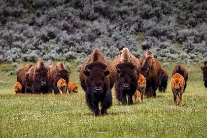 parc de yellowstone aux états-unis visiter le parc de yellowstone