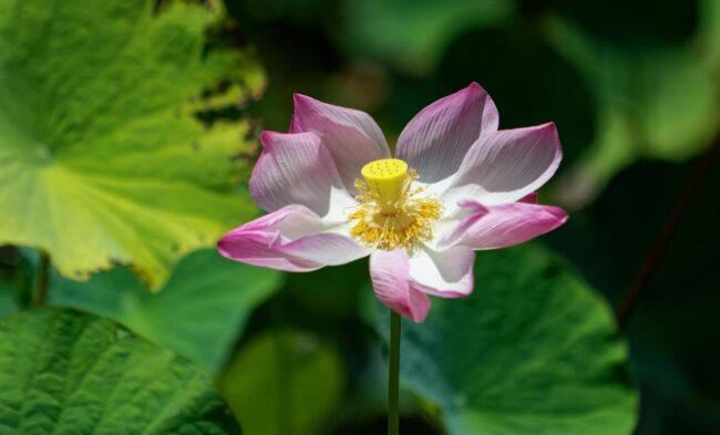 botanical garden Harisson Smith