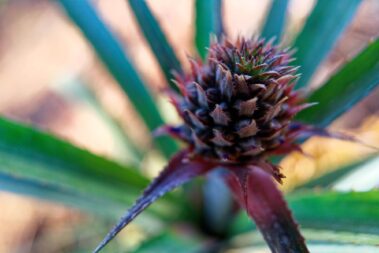 pineapple tahiti island