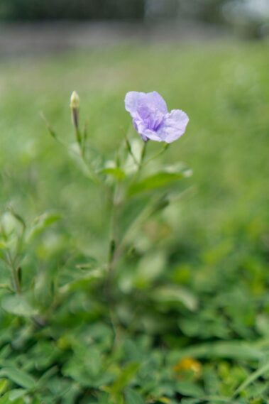 flower with samyang 35mm f/1.8