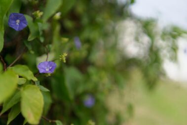 samyang 35mm f/1.8 example