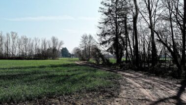 felder mit panasonic 17 mm f:1.7