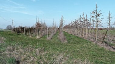 weinberg mit panasonic 17mm f:1.7