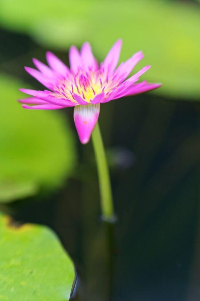 jardin de valombreuse guadeloupe