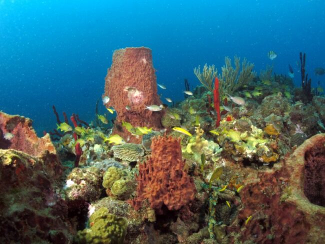 Scuba diving in the Coustaud reserve