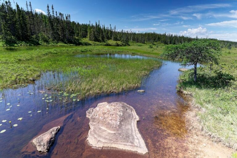 terra nova parc national explorer terra nova canada
