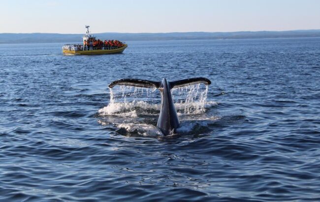 tadoussac sortie baleine