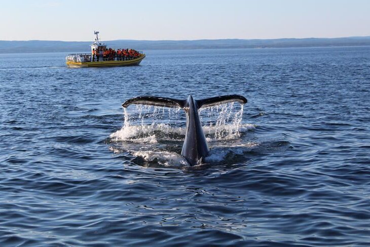 sortie baleine à tadoussac tadoussac sortie baleine