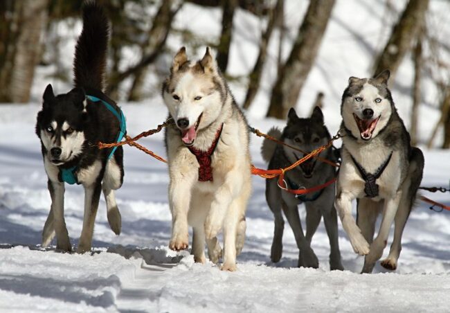 chiens de traineau au québec