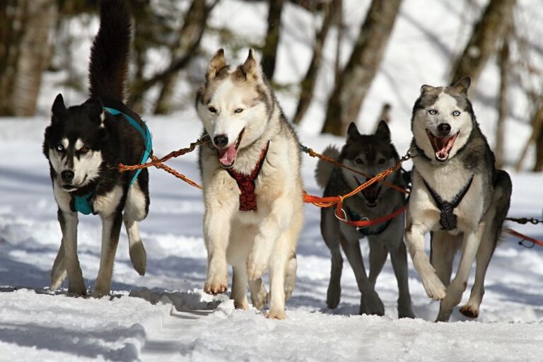 chien de traineau au quebec chiens de traineau au québec
