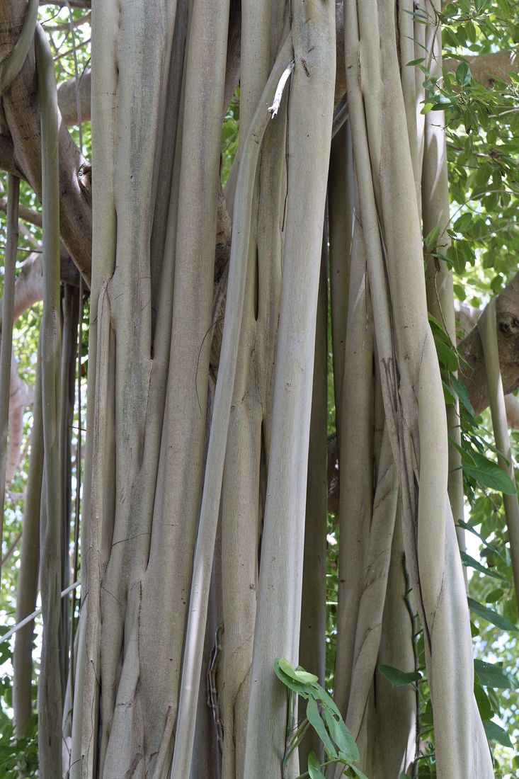 Entdeckung von Andromeda garden vegetation barbados