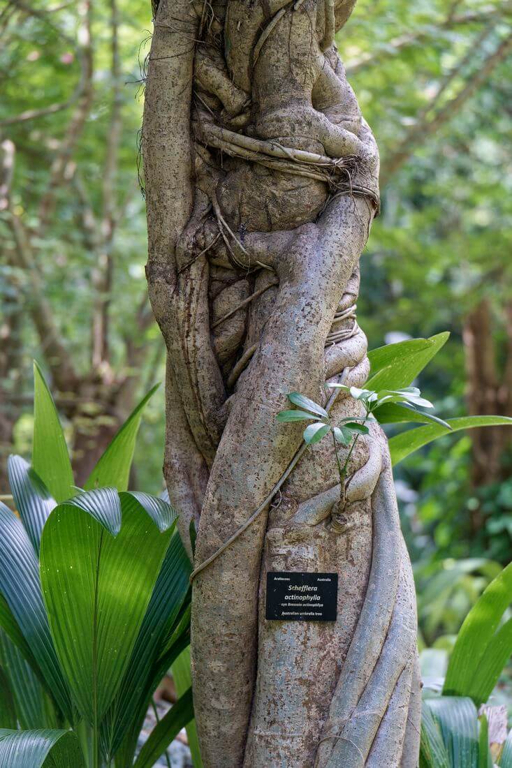Andromeda Garden Barbados Arboretum im Andromeda Garden