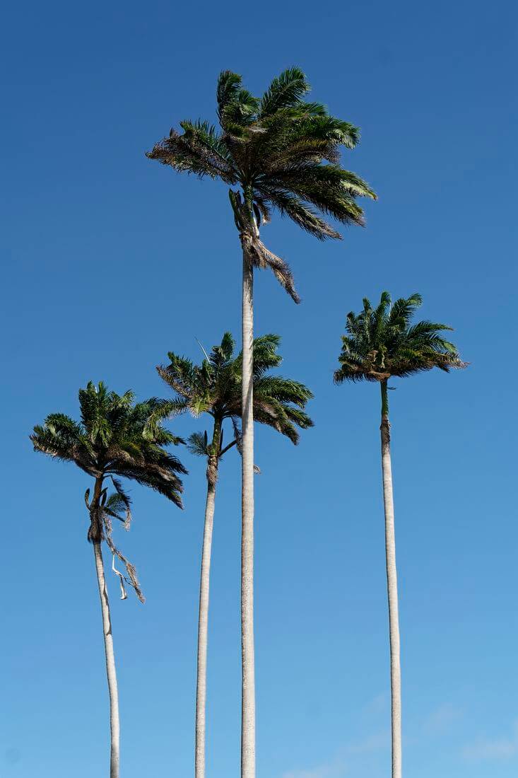 Zuckerpalme Barbados kokosplantage barbados