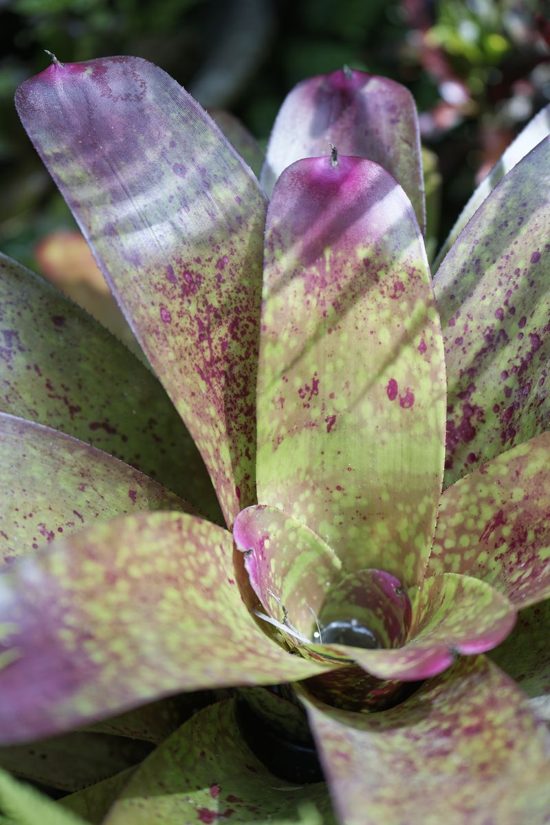 Barbados-Blume Barbados-Blume