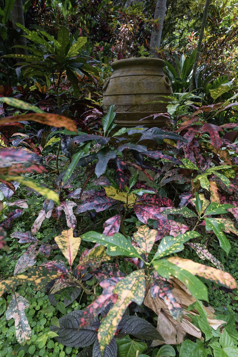 Botanischer Garten von Barbados Botanischer Garten von Barbados