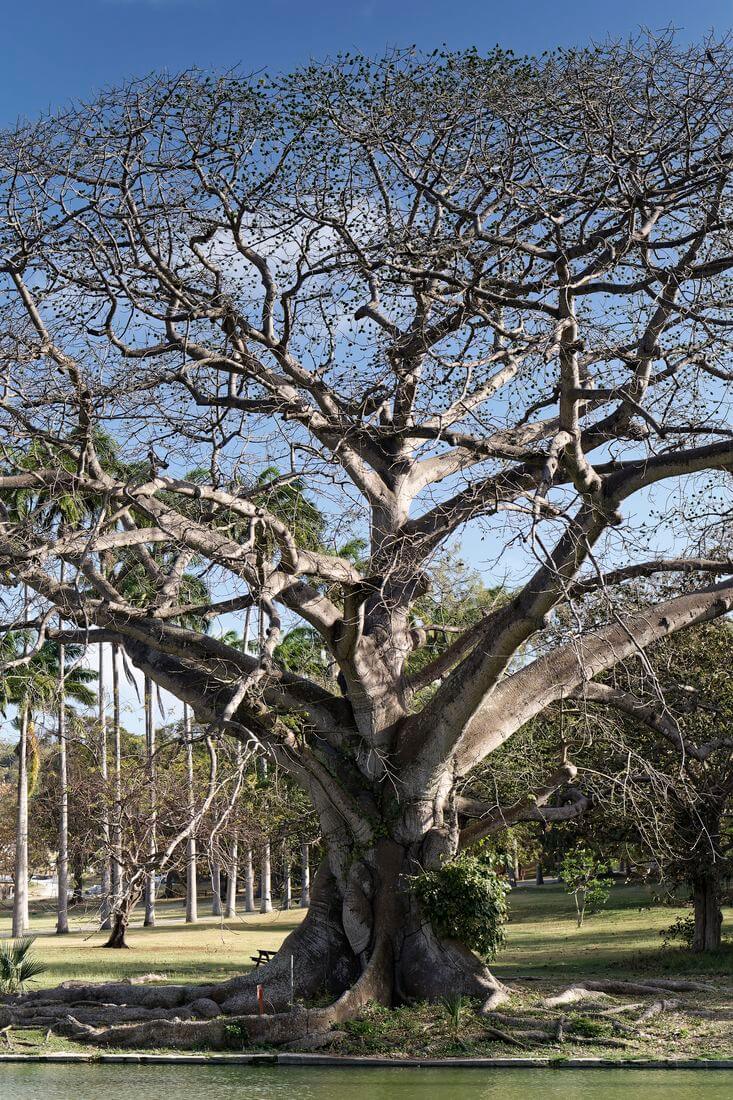 Schulpark baum im park des codrington college barbados