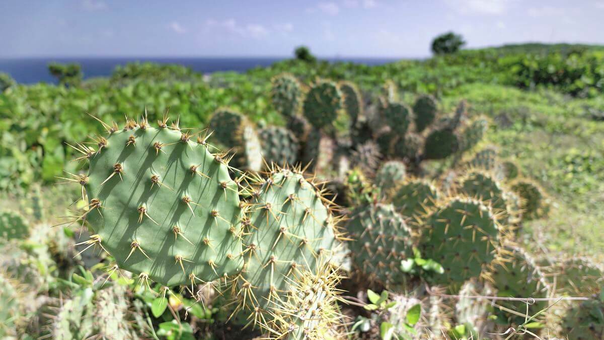 Cactus in Trou du souffleur Cactus in Trou du souffleur