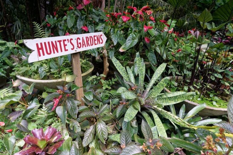 DSC00740 (1) Visite du beau jardin de Hunte's Garden