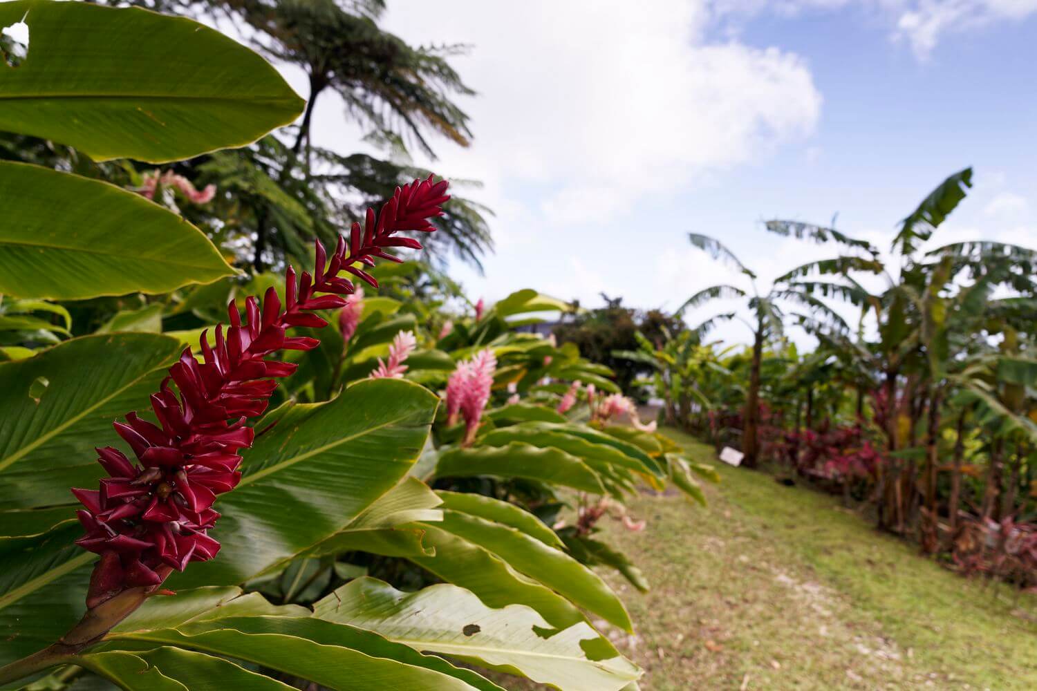Jardin de la maison de la banane Jardin Trois Rivieres Musée de la banane