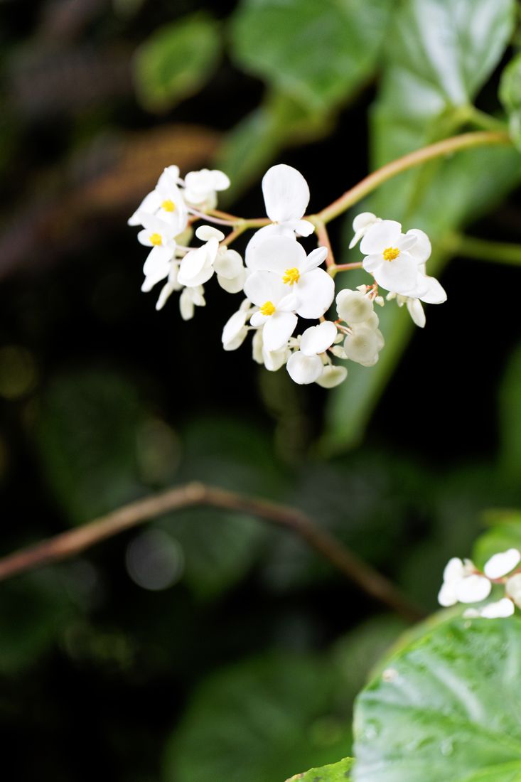 petite fleur blanche comestible fleurs comestibles maison de la banane