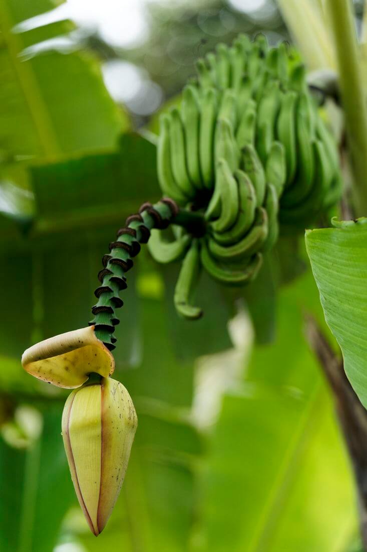 variété de bananes Autre variété de banane à la maison de la banane