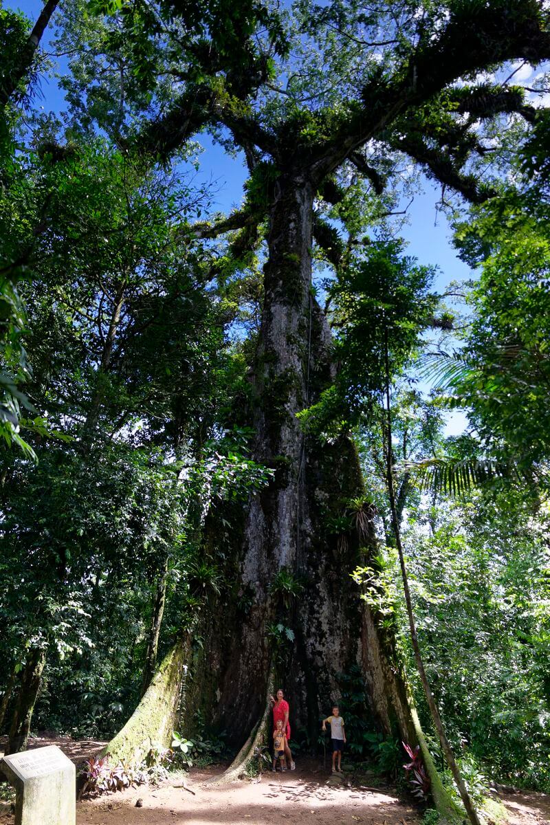 Baum des Friedens Riesiger Baum des Friedens