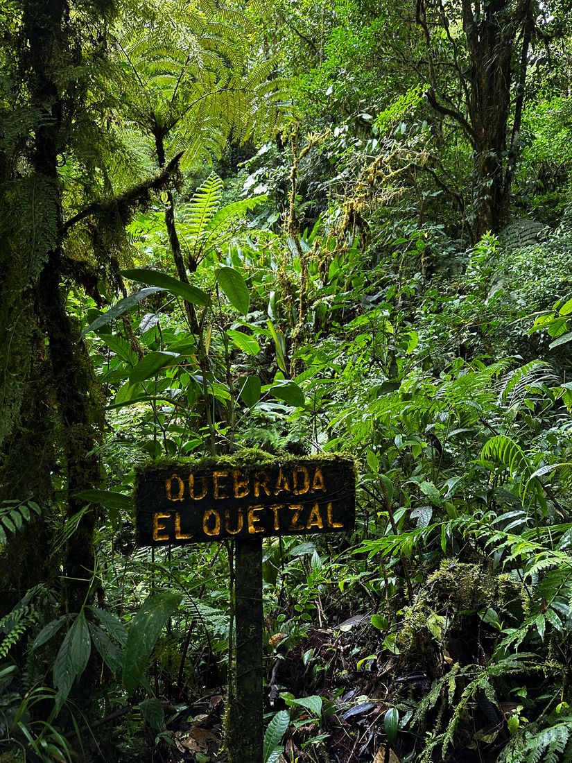 Quetzal-Nationalpark wald monteverde
