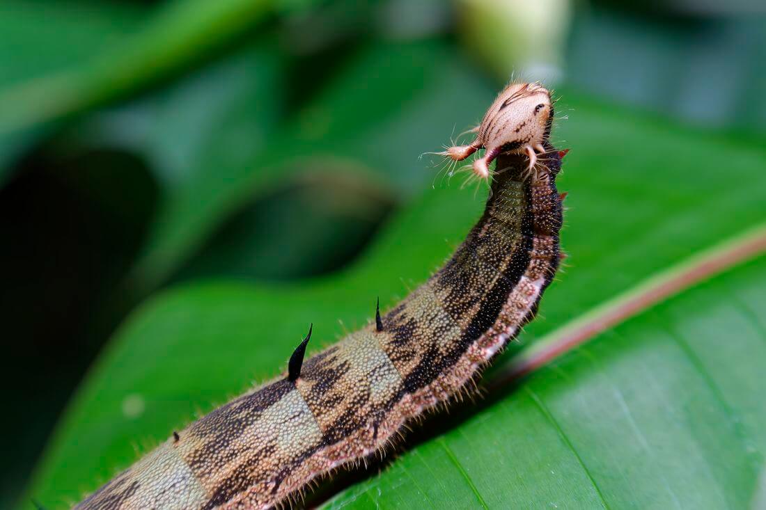 Raupe raupe im schmetterlingsmuseum costa rica