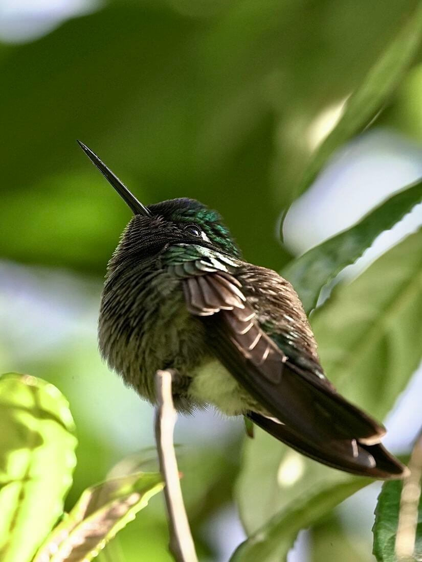 Kolibris kleiner kolibri aus costa rica
