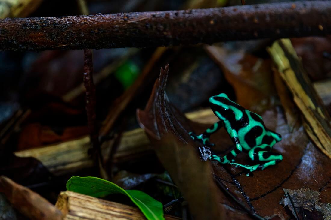 Froschart grüner und schwarzer frosch