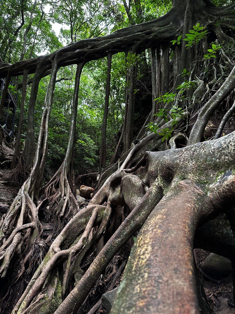 Riesenficus arboretum von costa rica