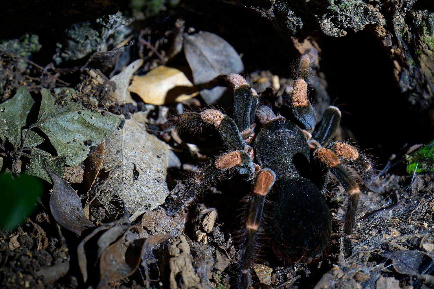 Vogelspinne nachtwanderung montverde