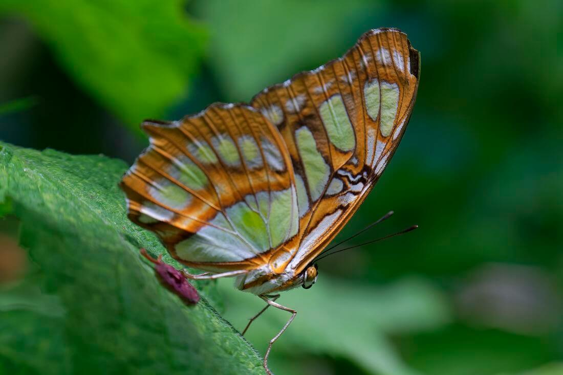 Schmetterling schmetterlingsgarten costa rica