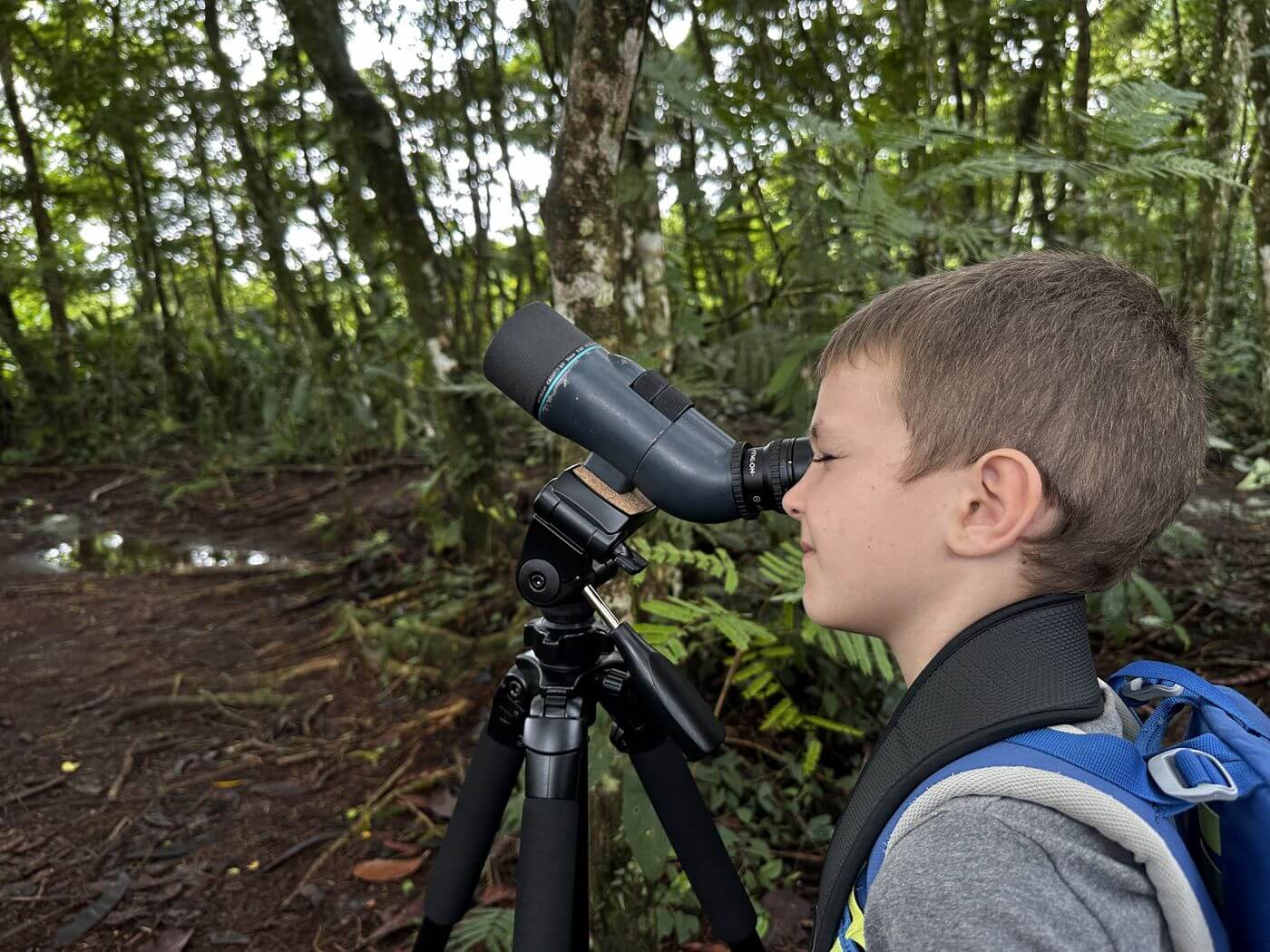 Forschung Fauna und Flora mit dem fernglas nach faultieren suchen