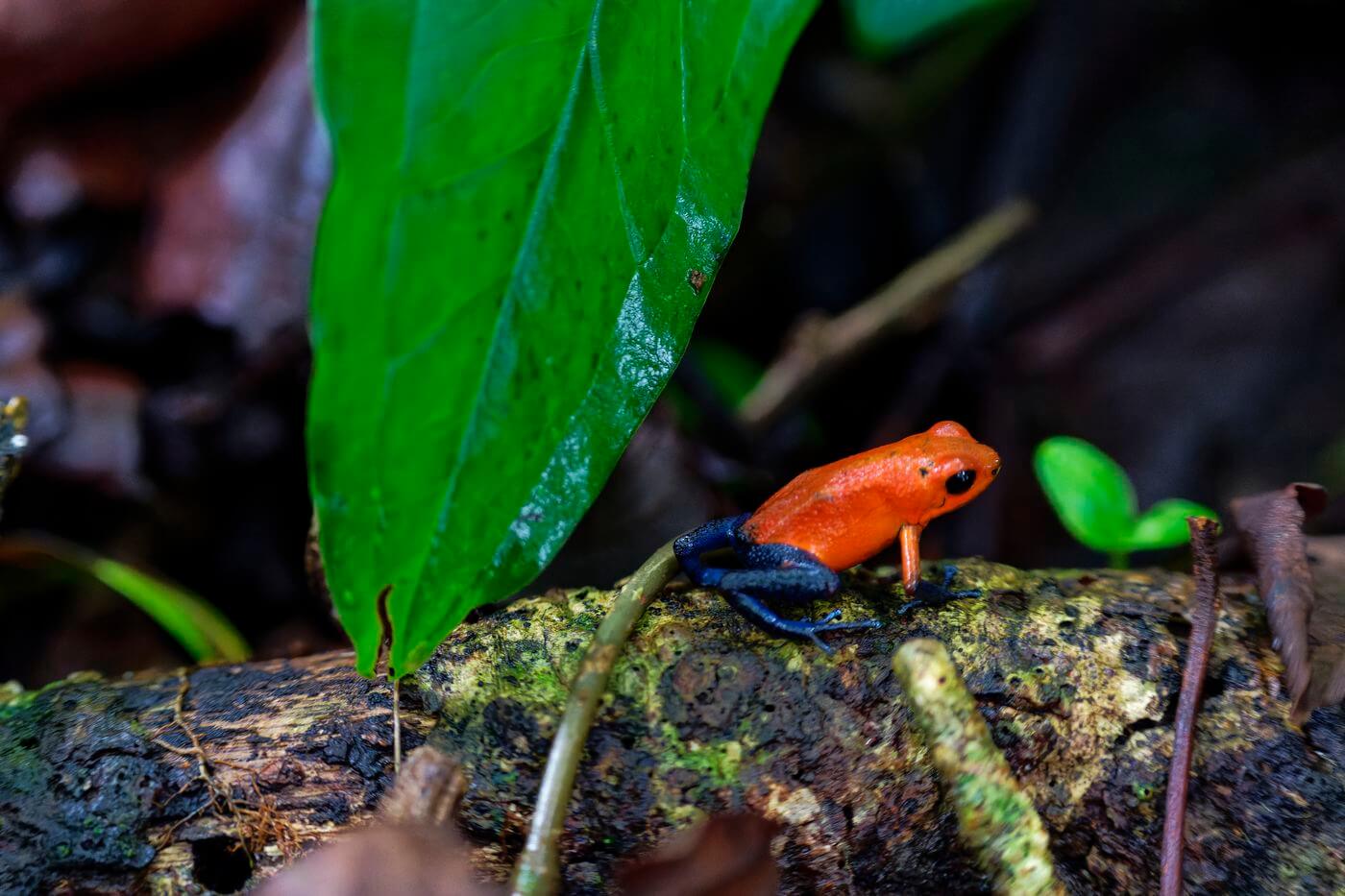 Giftiger Frosch rote krabbe mit giftigen blauen beinen
