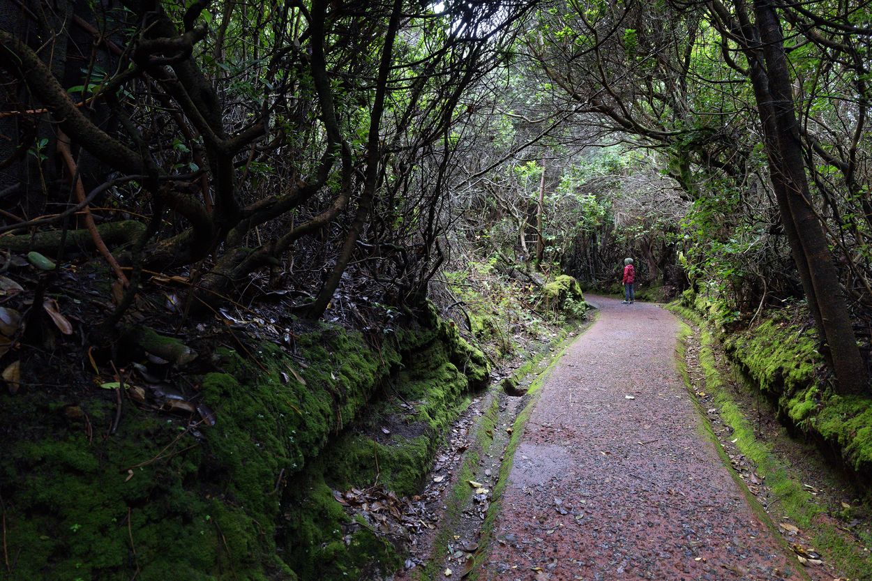 Weg zum Vulkan Poás wanderweg vulkan poás