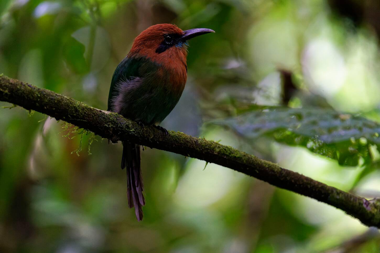 Vogel mistico hanging bridges lokale flora und fauna costa rica