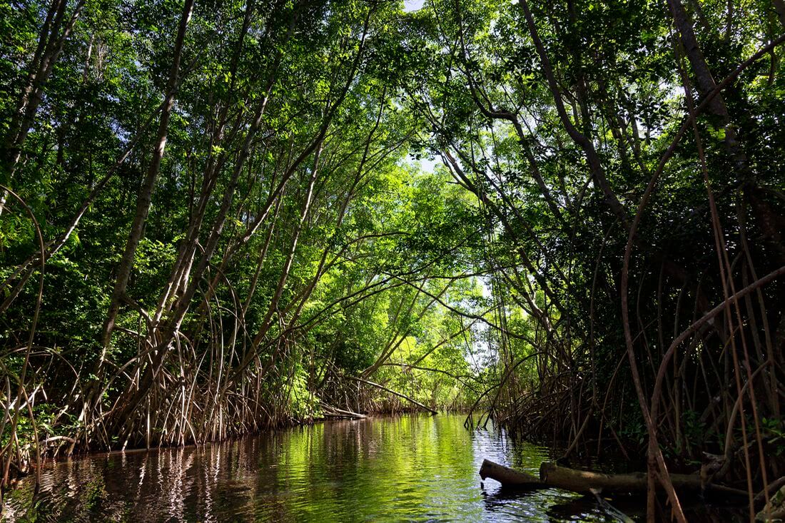 Mangrove in Marie Galante Mangrove in Marie Galante