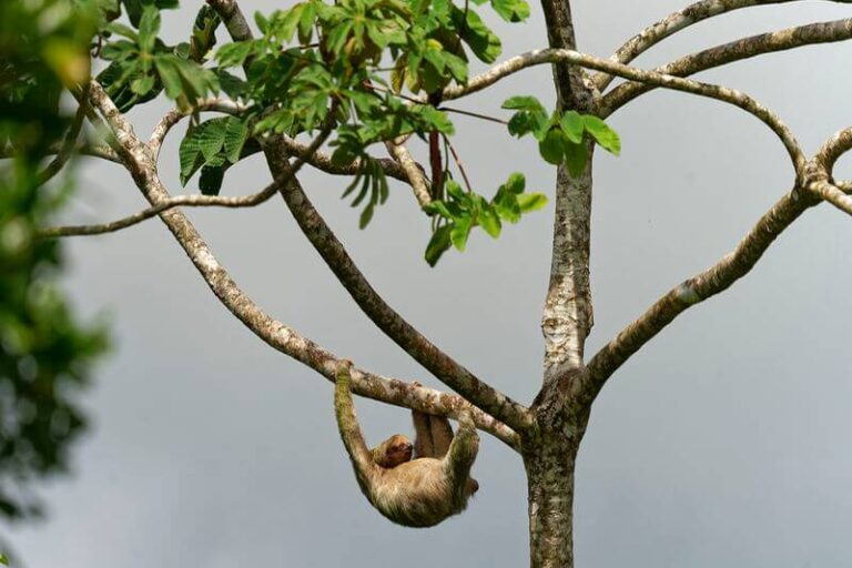 Paresseux dans l’arbre Paresseux à trois doigts