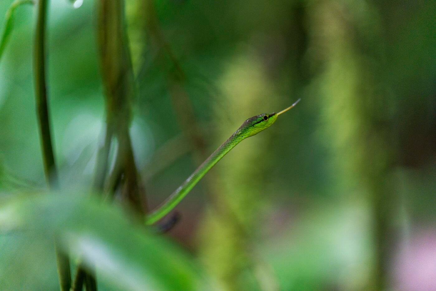 Tenorio-Schlange schlange in costa rica